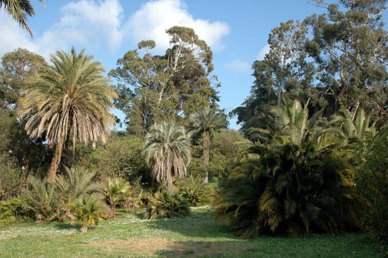 tree fast growth idea garden eucalyptus