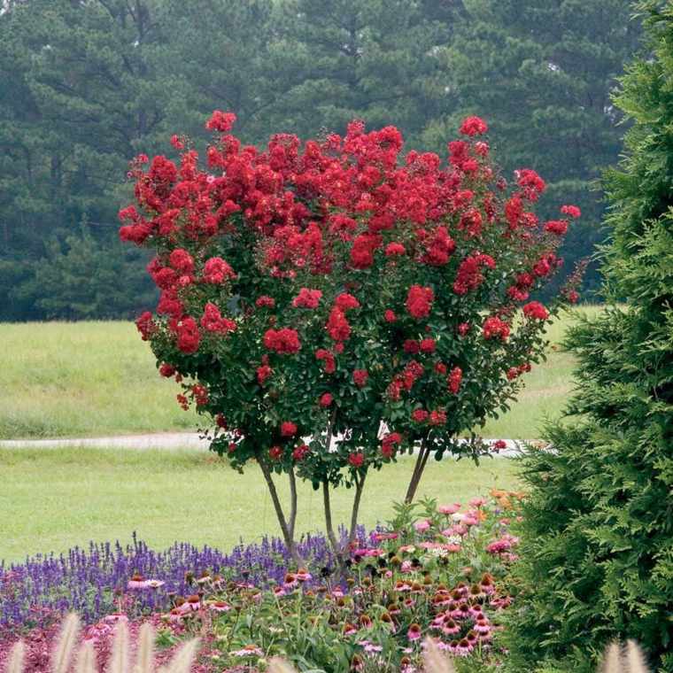 fast growing myrtle trees crepe red flowers