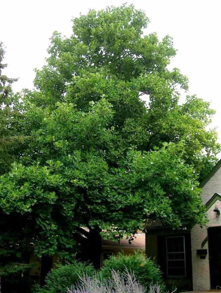 fast garden growth plant tree tulip tree of virginia