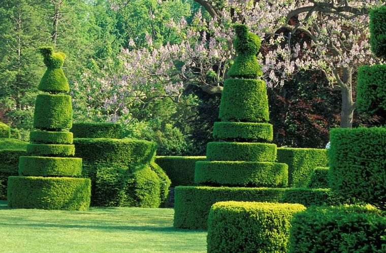 garden shrub topiary outdoor