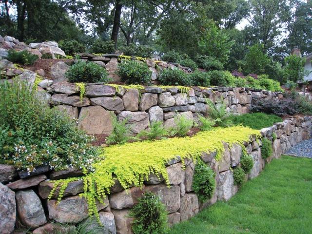 shrubs garden wall stones