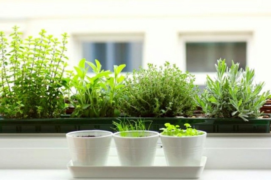 arrangement of plants pots