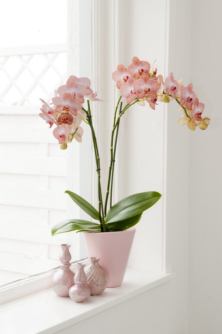 orchid flourish idea planting plant indoor plant pot