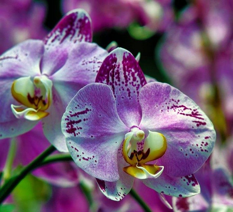 How to bloom an orchid idea indoor plant tip