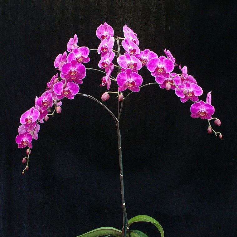 orchid idea maintenance watering plant indoor idea