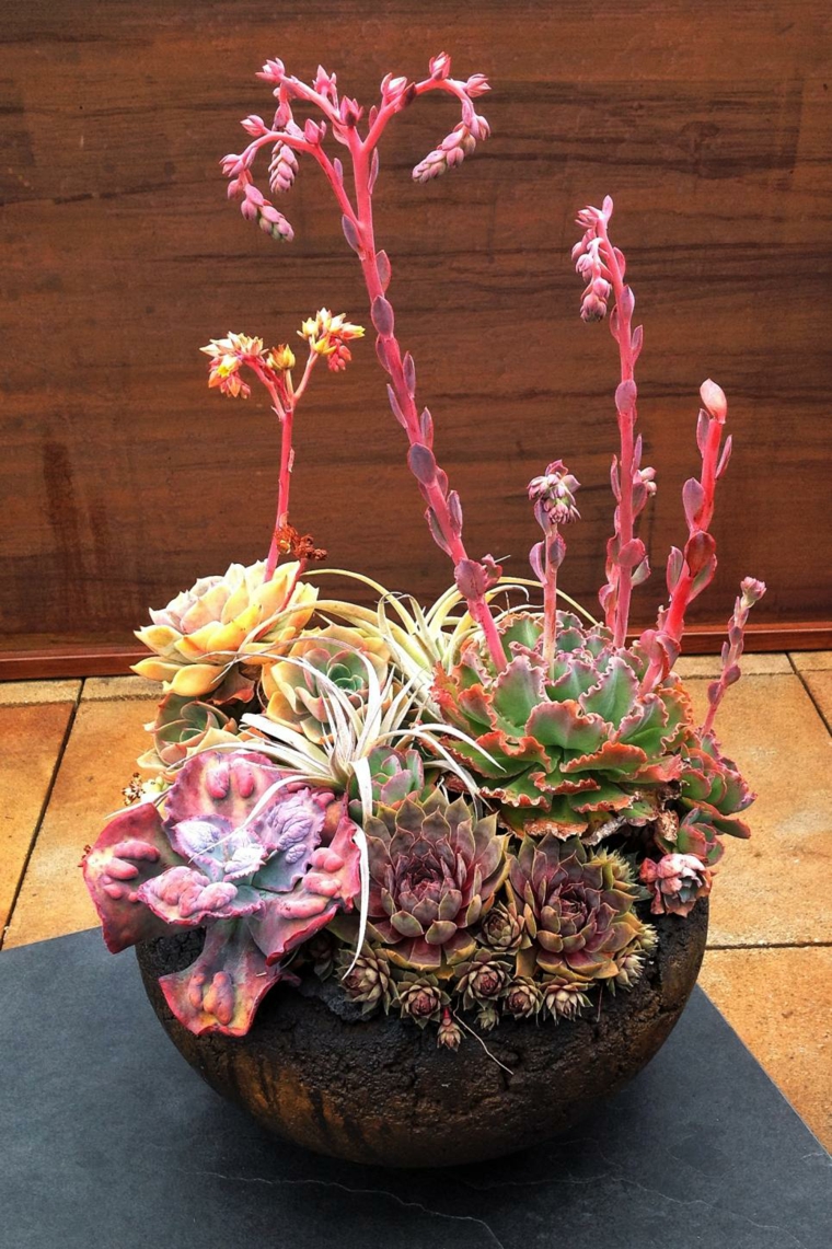 floral art pot succulent plante