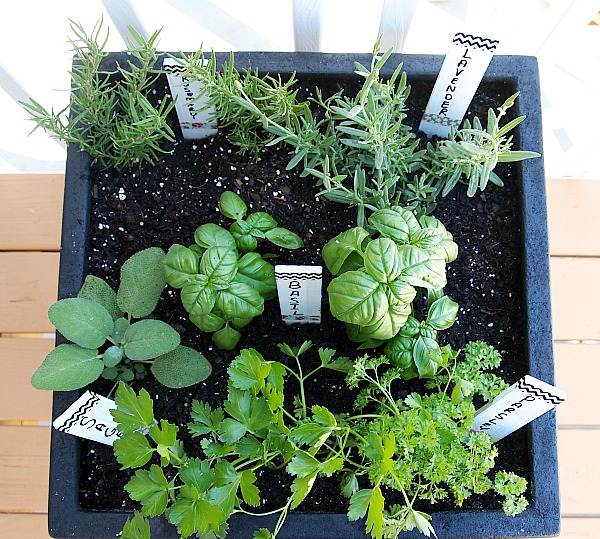 aromatic herbs balcony rosemary sprout salad parsley