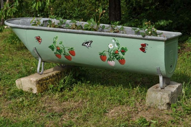 tub strawberries garden original decoration