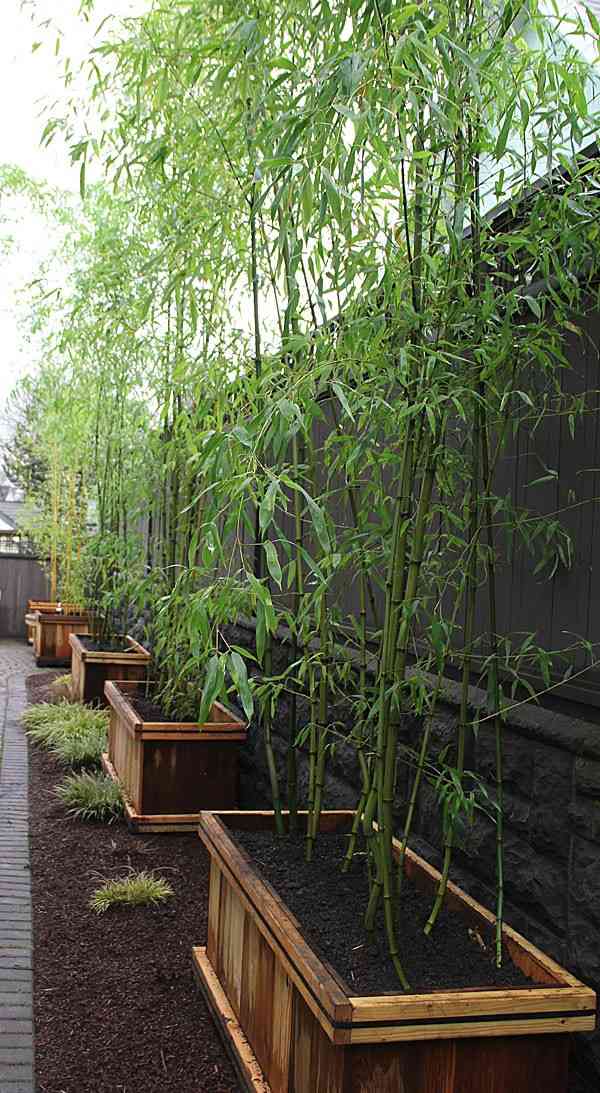 bamboo pushing bac