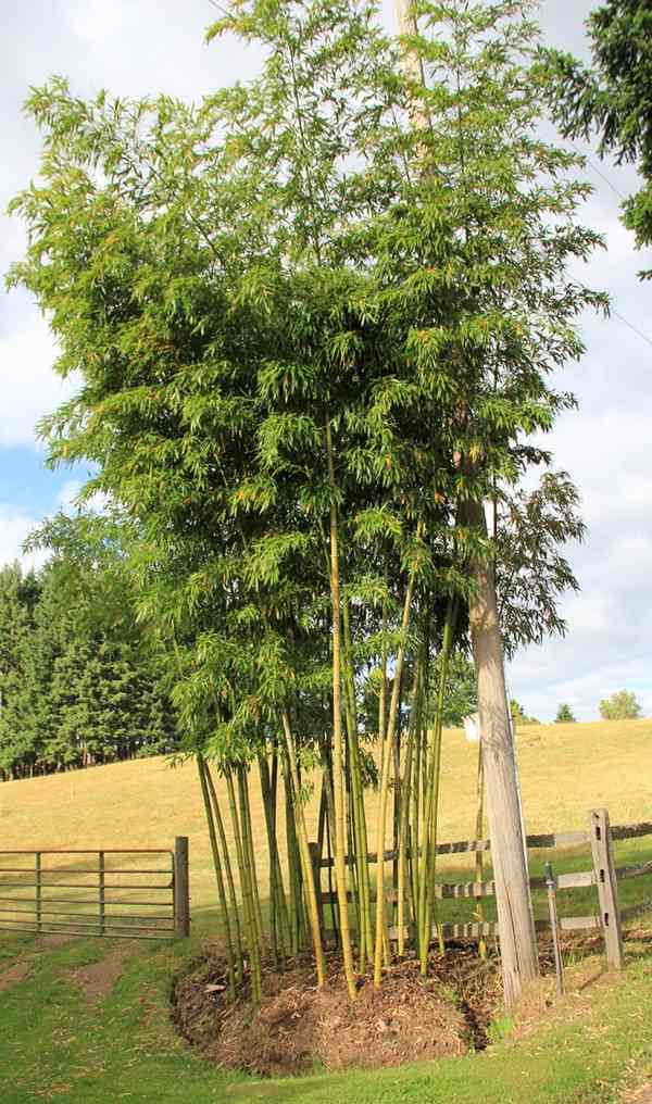 locally confined bamboo