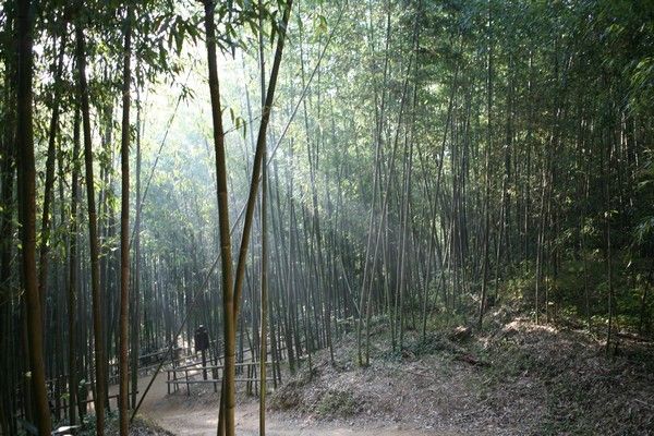 bamboo pushing forest