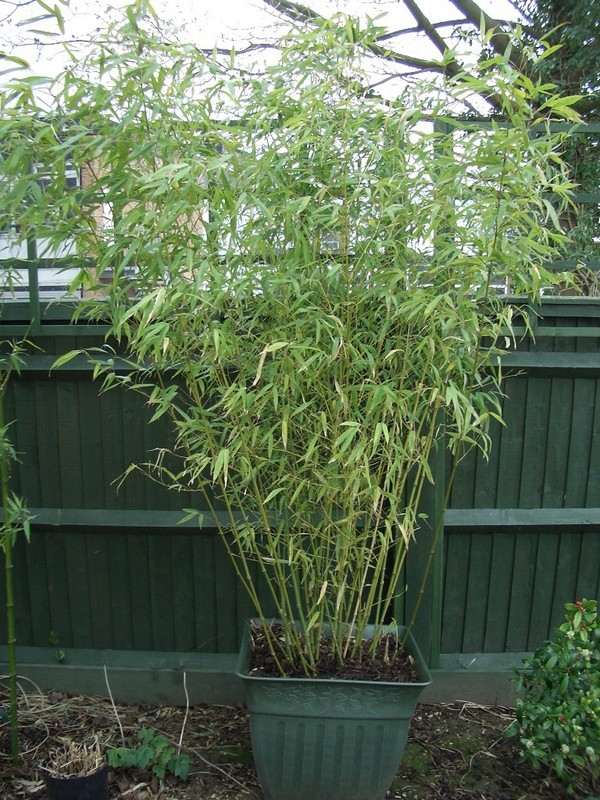 bamboo decorative planter