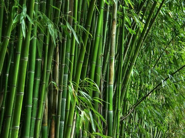 bamboo density shoots