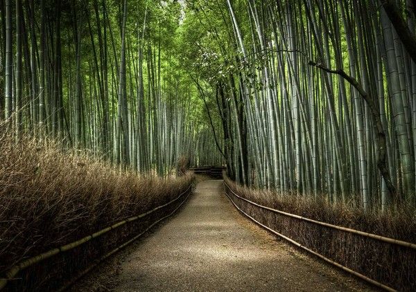 bamboo lovant trail