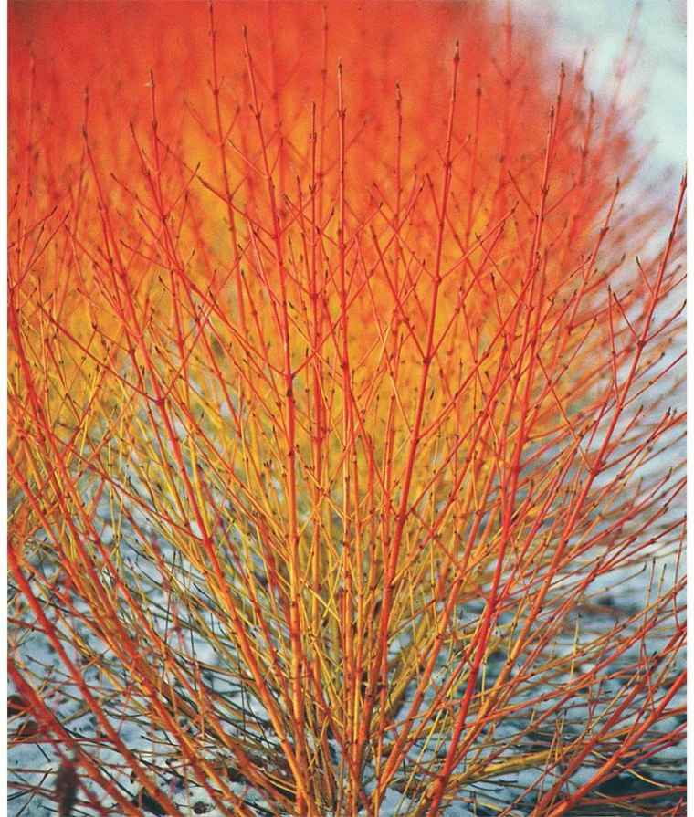 tree wall plant breeze view