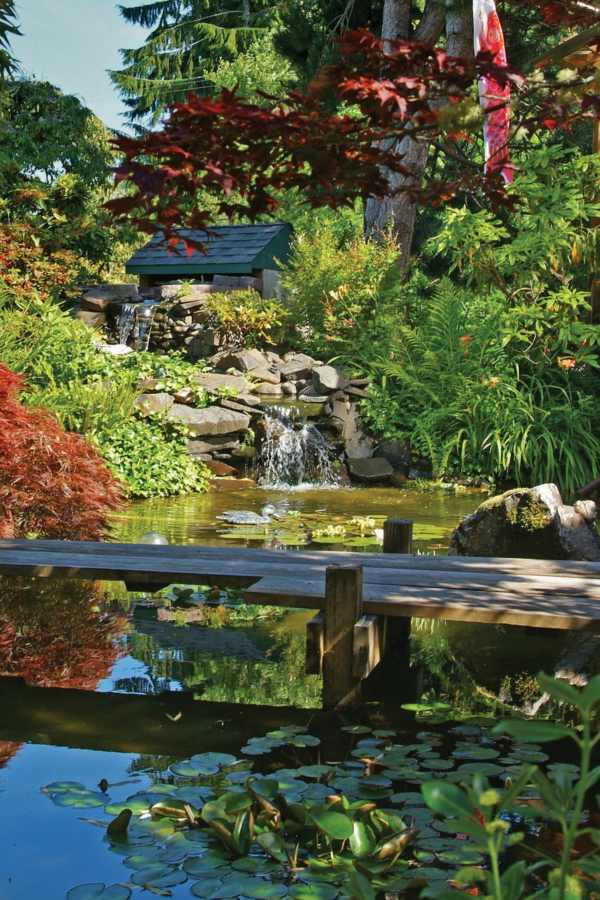 koi basin green plants stones