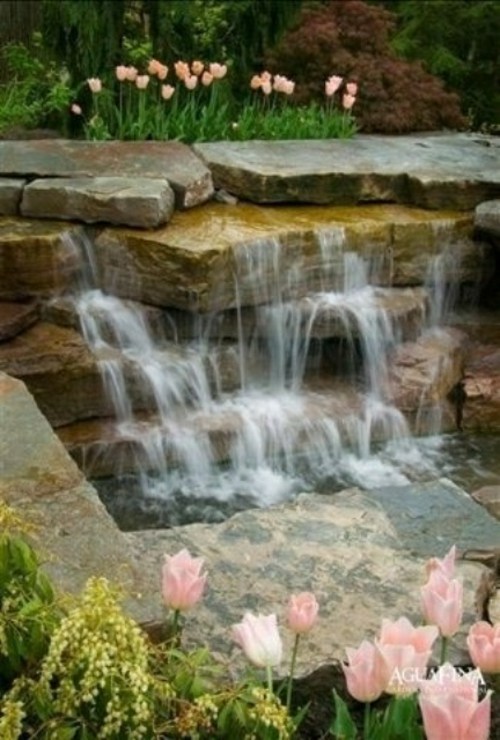 garden pond slab stone tulip pink