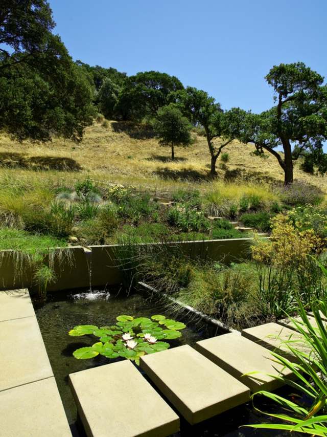 aquatic basin plants path