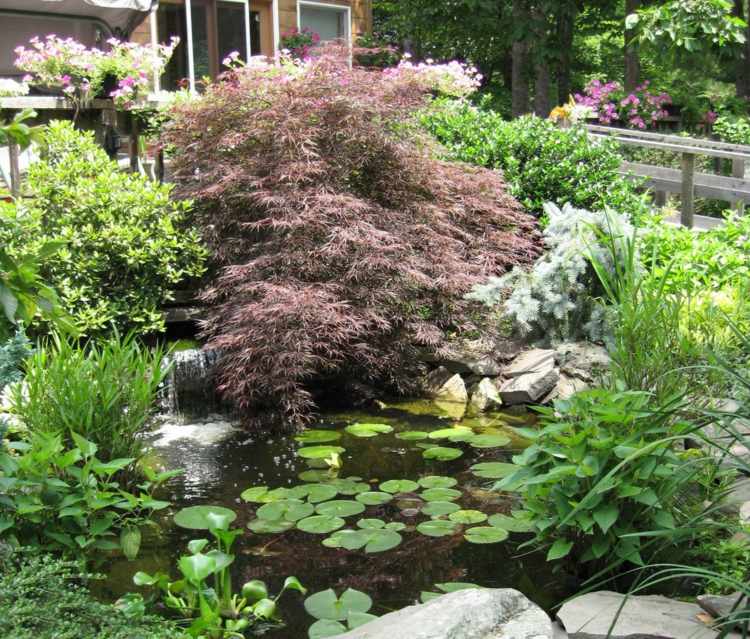 garden pond water lilies