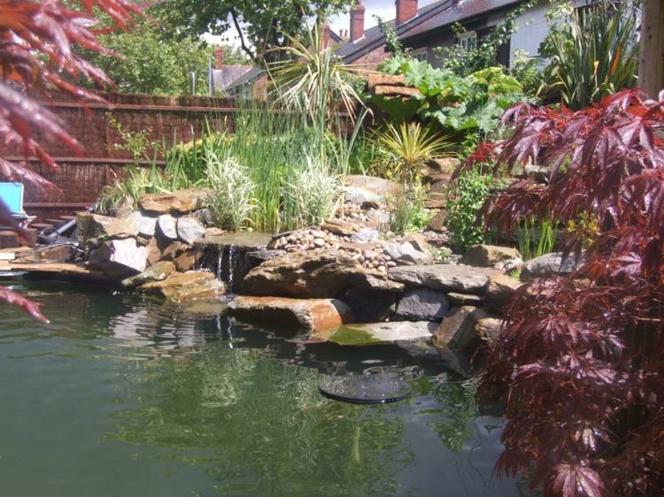 garden pond aquatic plants