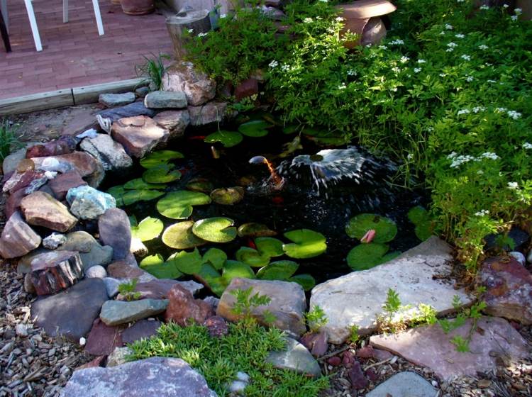 garden pond aquatic plants