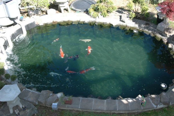 basin koi diy round plants