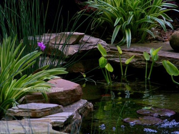 koi pond green plants pebbles