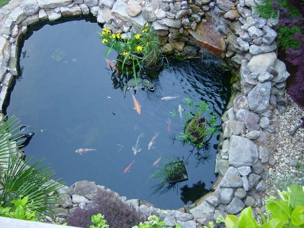 basin koi fish plants