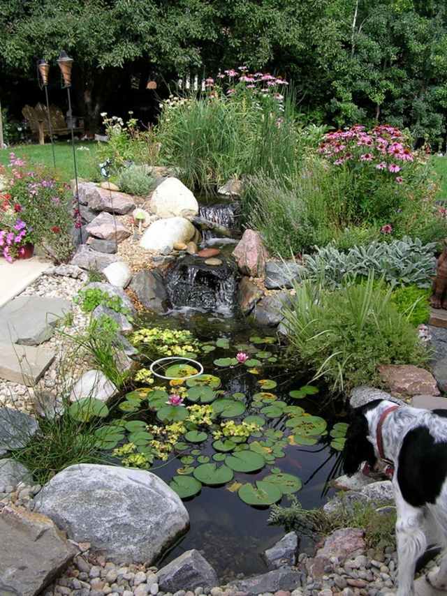 beautiful basin water plants