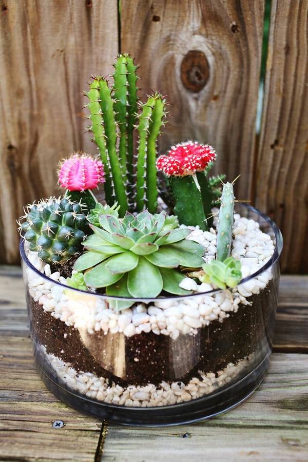 beautiful terrarium cactus