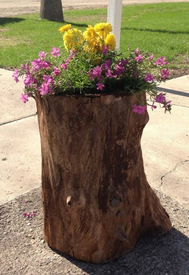 beautiful tree trunk uses as decoration