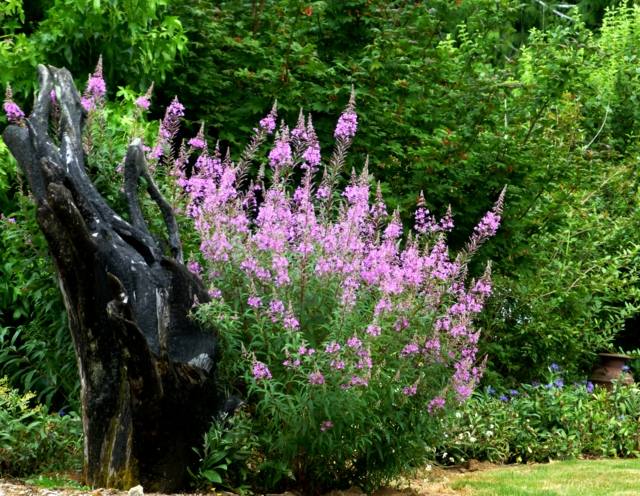 beautiful decoration exotic garden flowers pink