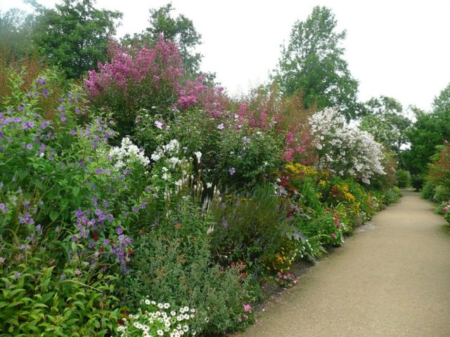 beautiful garden heavenly hedge