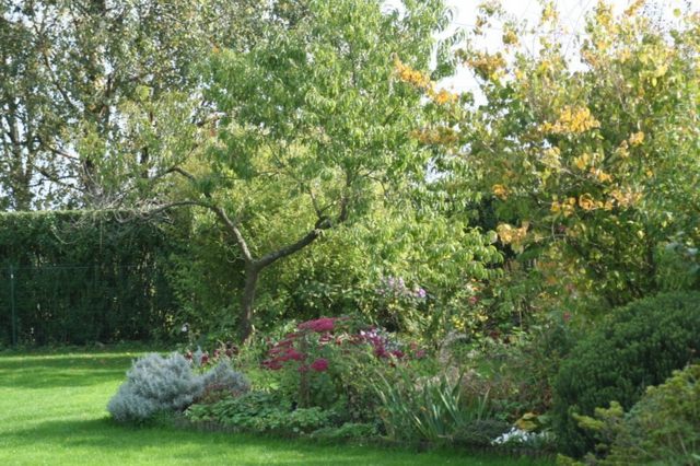 beautiful garden green hedge