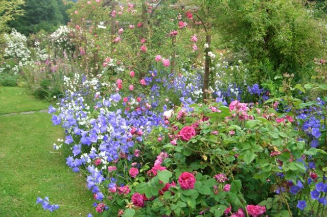 beautiful garden view beautiful plants