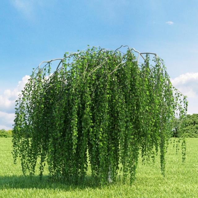 small tree garden evergreen tree willow salix