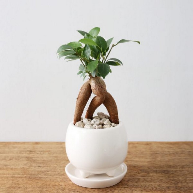 indendørs plante bonsai plante lejlighed potteplanter indendørs