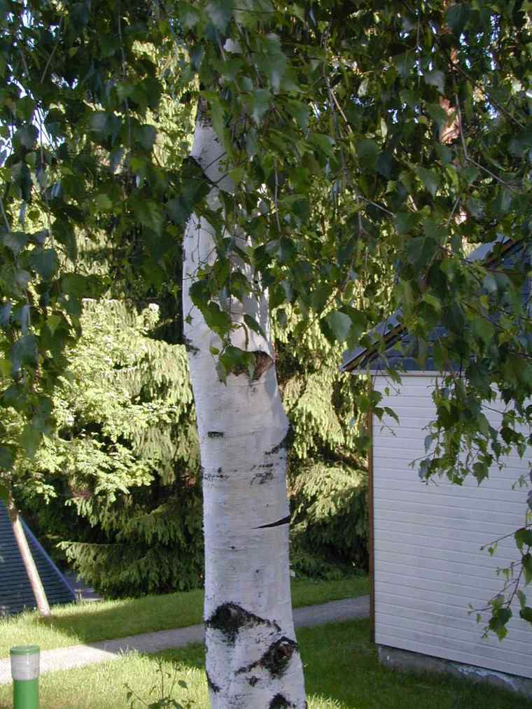 birch tree tree planting a tree in his garden