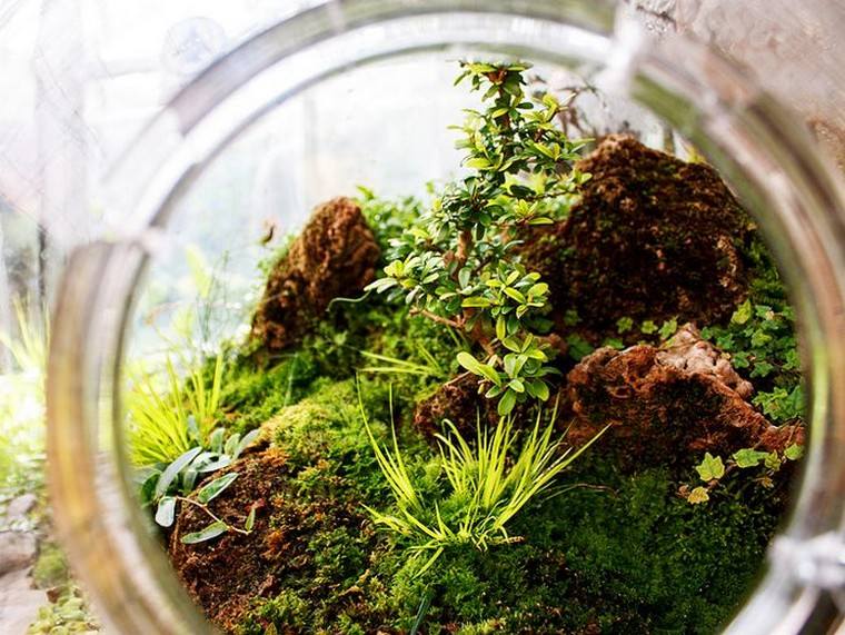 closeup terrarium plants interior apartment idea