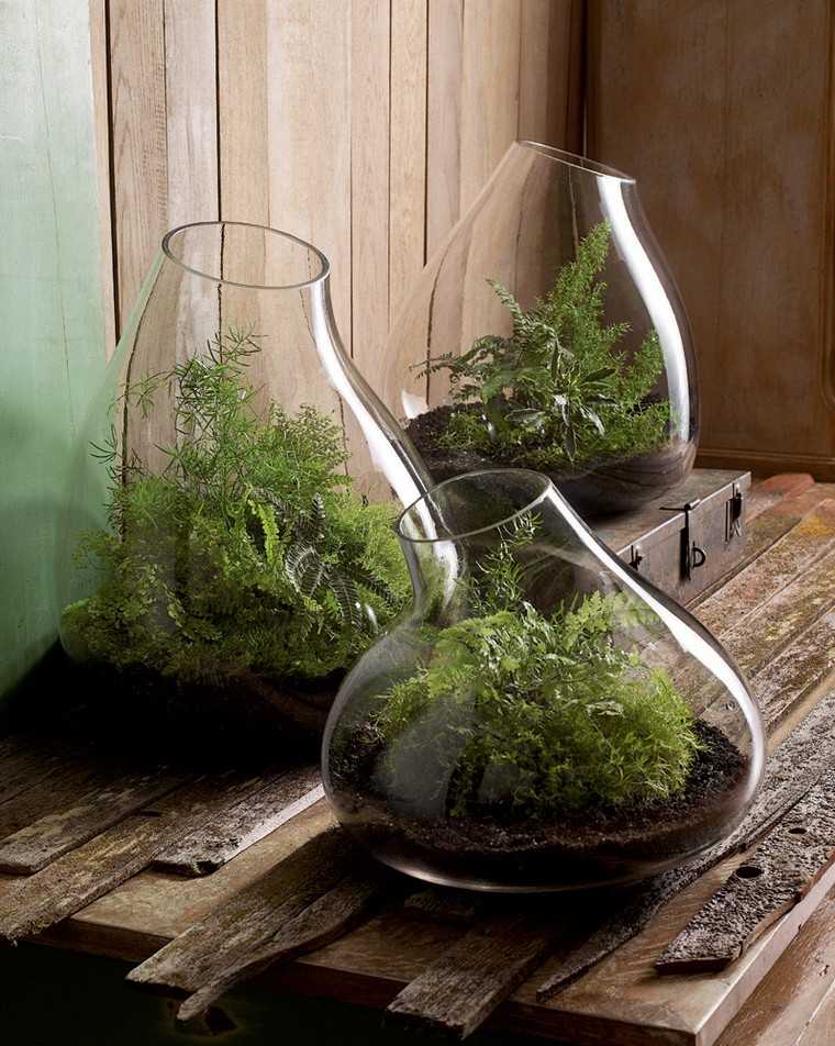 terrarium idea glass plant interior earth