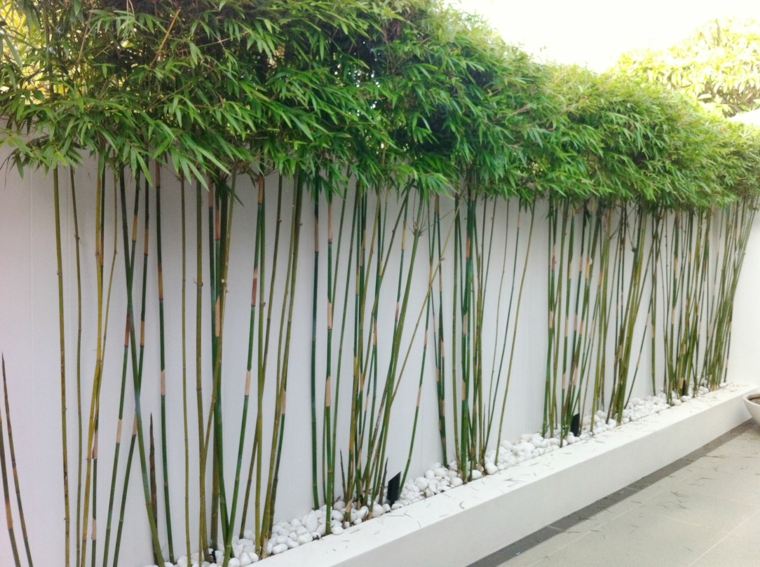 breeze view terrace bamboo plant garden