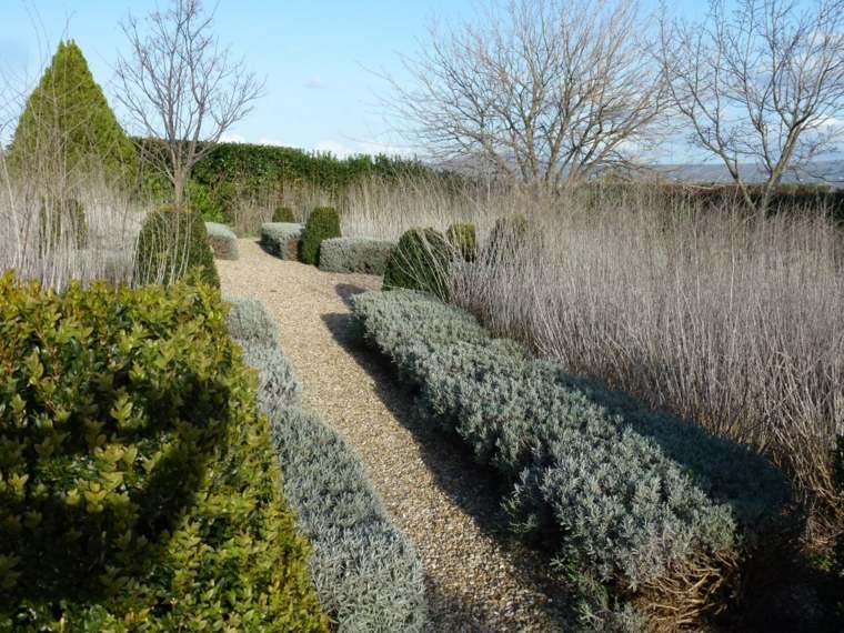 boxwood and lavender in winter