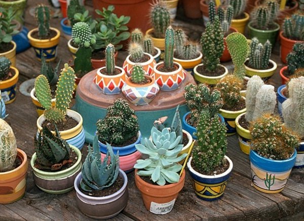 succulent succulent plants cactus watering