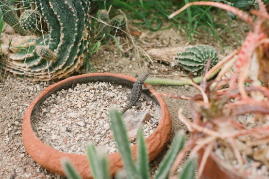 cactrium become vivarium small lezard