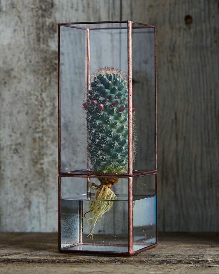 cactus in floating water without soil