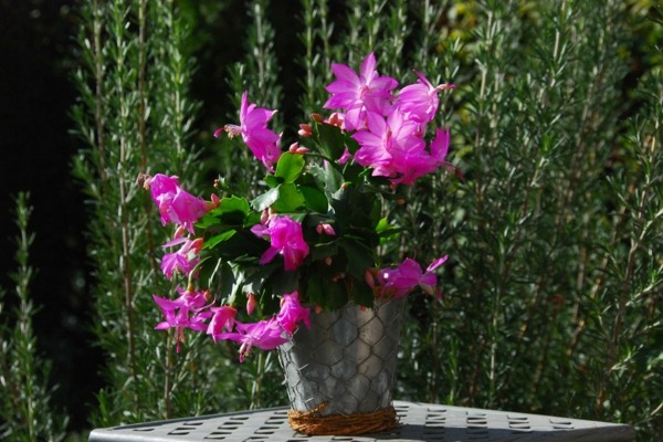 succulents flowering cactus