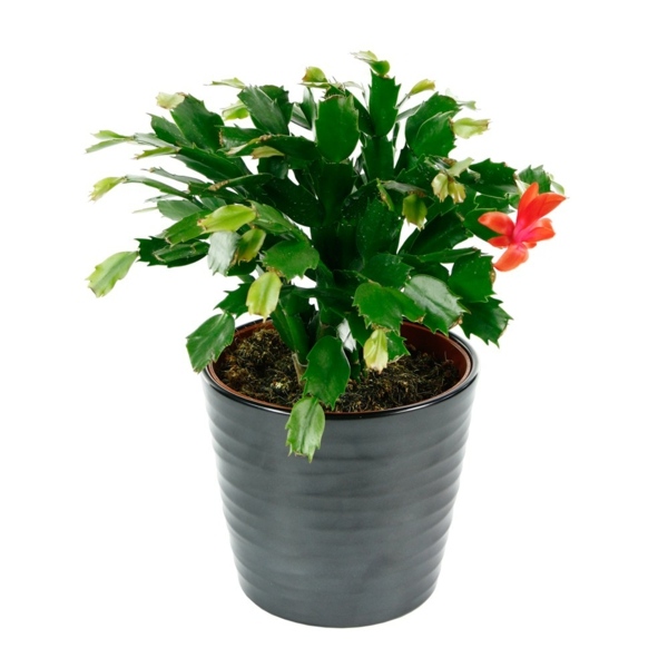 succulent flowering plant christmas cactus