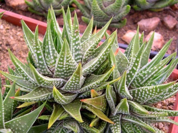 greasy plants haworthia kingiana cactus