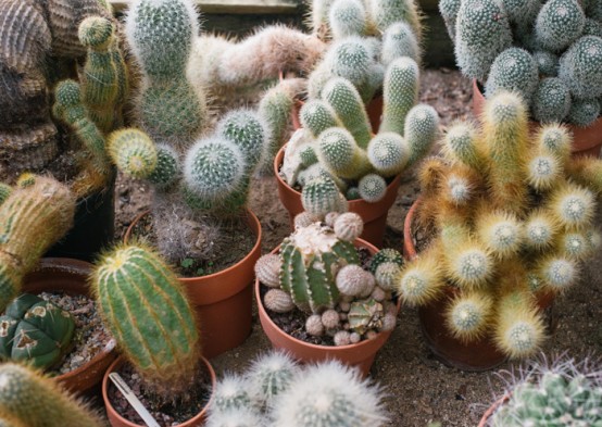 dwarf cactus in pots