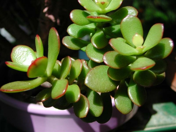 oily plant watering cactus house